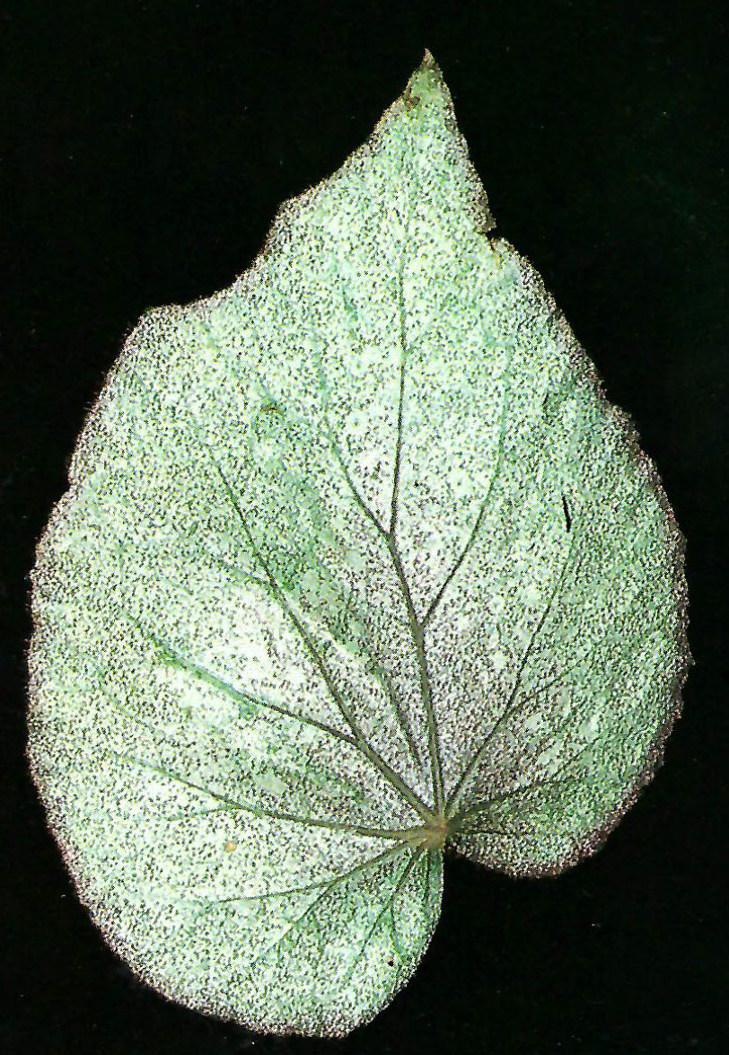 B. ‘Twilight’